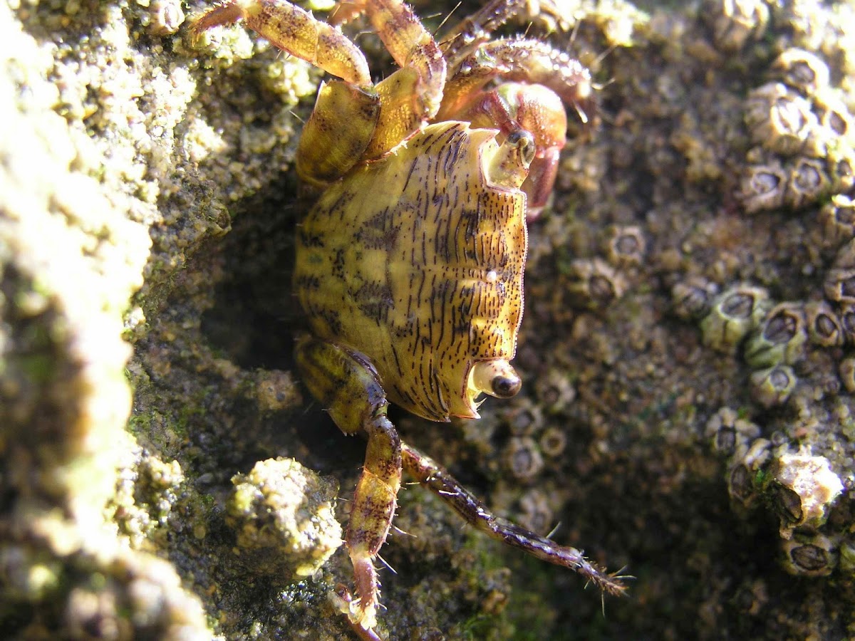 Common Shore Crab