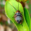 Austral Ellipsidion - The Beautiful Cockroach