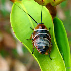 Austral Ellipsidion - The Beautiful Cockroach