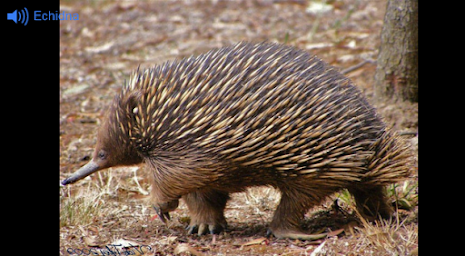 Australian Animals by meesai poster 1