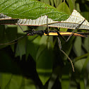 Winged Stick Insect - Male