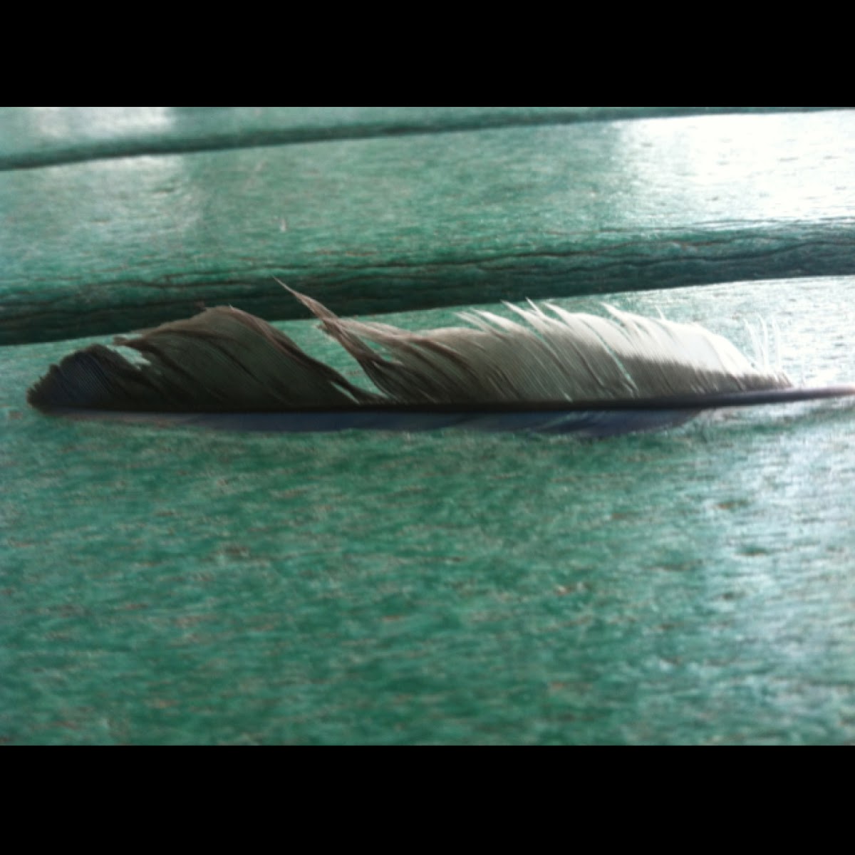 Blue Jay Feather