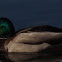 Mallard