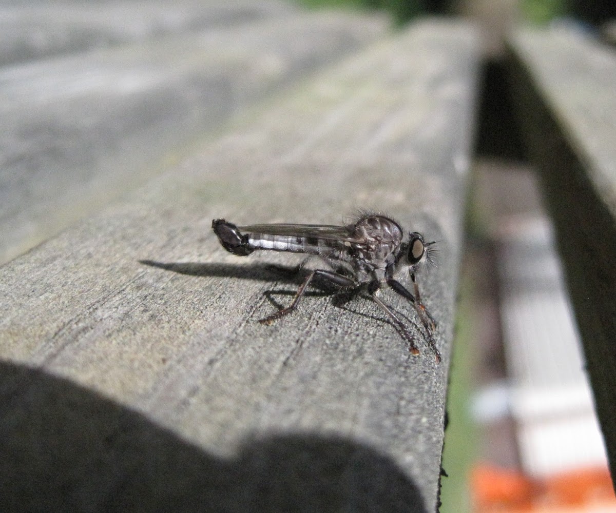 Robberfly, male