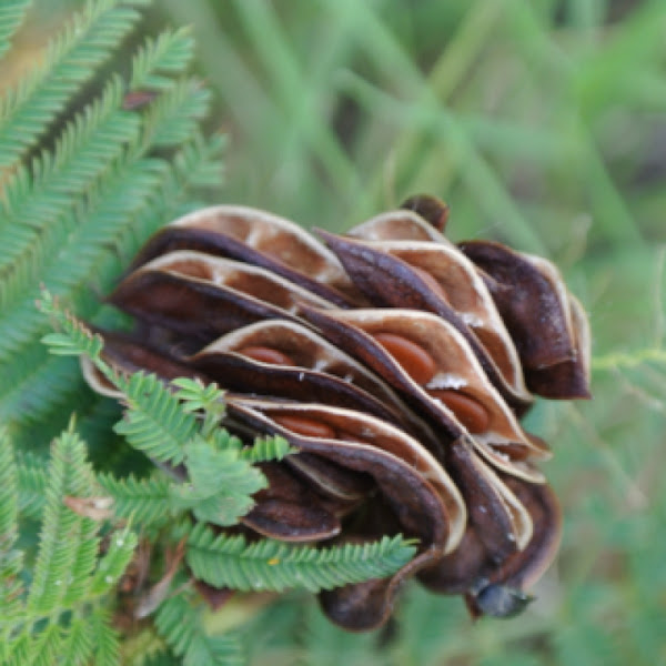 Powderpuff or Prairie Mimosa Seed Pods Project Noah