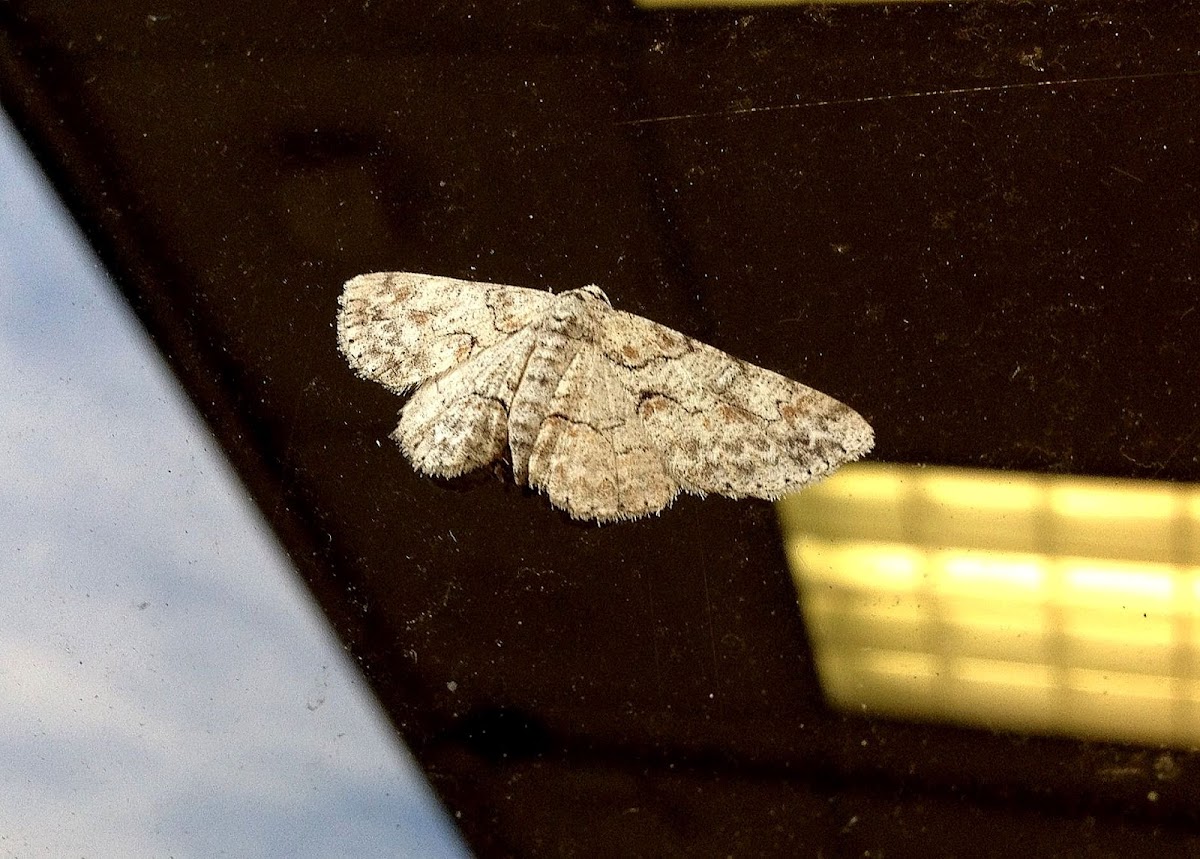 Canadian Melanophia Moth