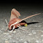 Coprosma Hawk Moth (laying eggs)