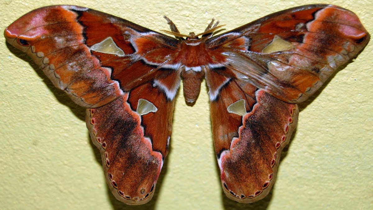 Rothschild moth