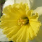 Daffodil