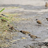 Eurasian Tree Sparrow / Burung Gereja (Ind)