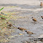 Eurasian Tree Sparrow / Burung Gereja (Ind)