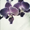 蘭 Orchid