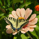 Old World Swallowtail (Μαχάωνας)