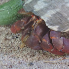 Hermit Crab