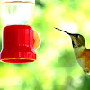 female rufous hummingbird (Selasphorus rufus)