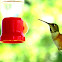 female rufous hummingbird (Selasphorus rufus)