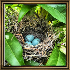 by Alannah Melton - Nature Up Close Hives & Nests
