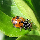 Spotted Amber Ladybird/White Collared Ladybird