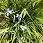 Blue eyed grass