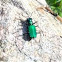 Jewel green beetle