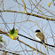 Eastern Phoebe