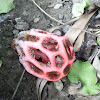 Clathrus ruber