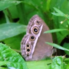 Bushbrown Butterfly