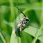 Long-Horn Bee