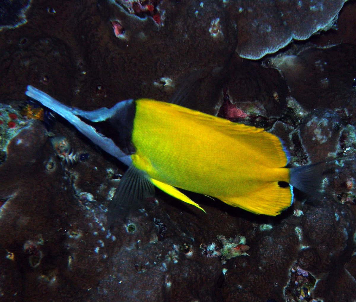 Big long-nosed butterflyfish