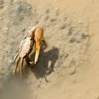 Fiddler crab (male)