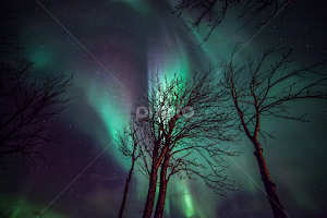 Trees and northernlights by Benny Høynes - Landscapes Forests