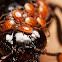 Burying Beetle with Phoretic Mites