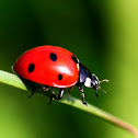 Seven-spot Ladybird