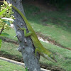 Green anole