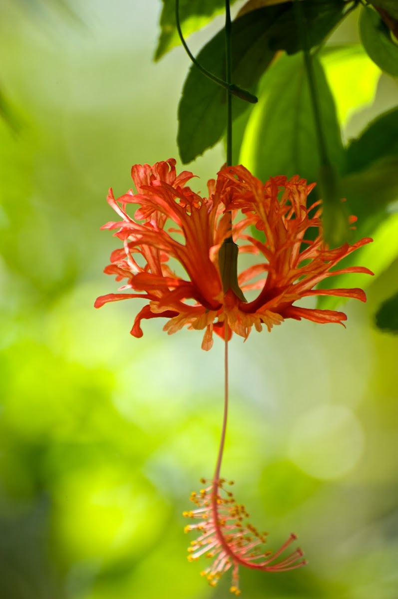 Coral/Fringed Hibiscus