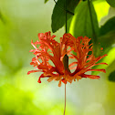 Coral/Fringed Hibiscus