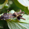 Assassin bug eating leaf beetle