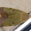 Green Drab Moth
