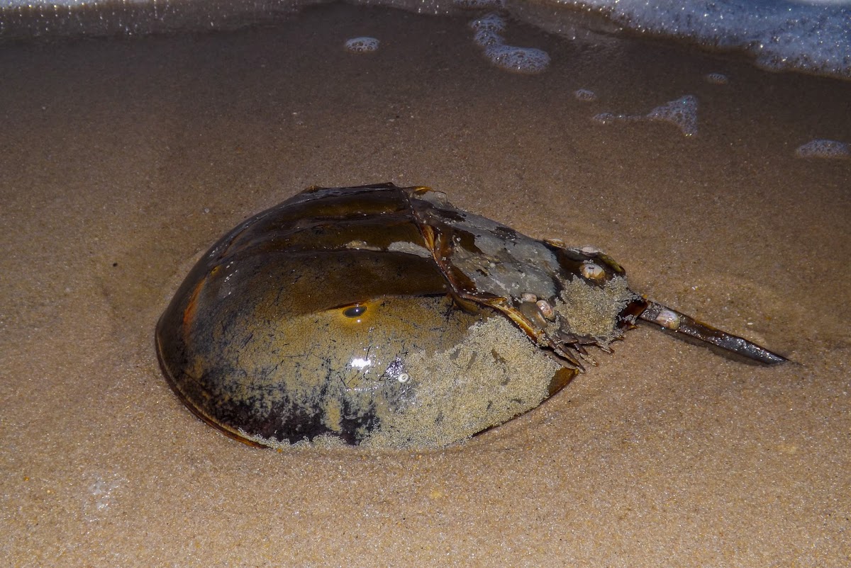 Atlantic Horseshoe Crab