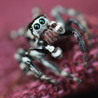 jumping spider