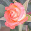 Carnival Glass miniature rose