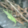 Great Green Bush-Cricket