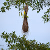 Hanging oropendola bird's nest