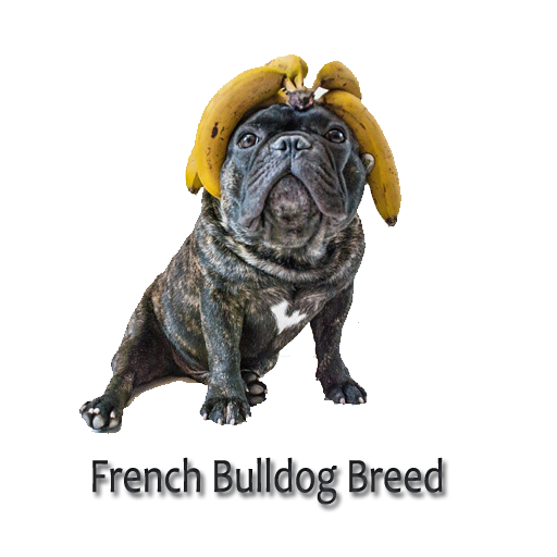 French bulldog Breed LOGO-APP點子