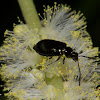 Unknown black beetle