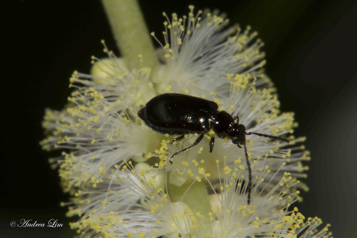 Unknown black beetle