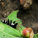 Tennessee Ground Spider