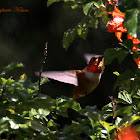 (Male) Rufous Hummingbird