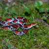 Northern Scarlet Snake