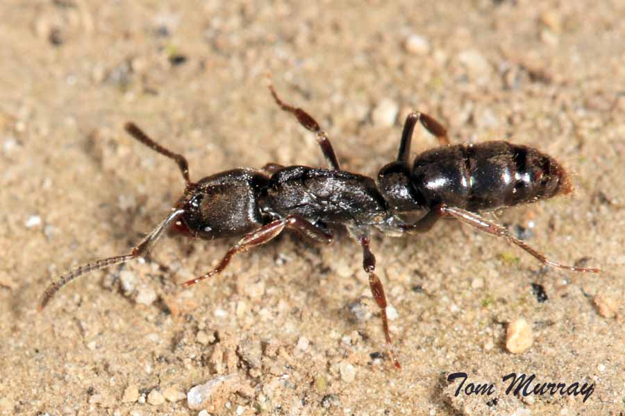 Panther Ant